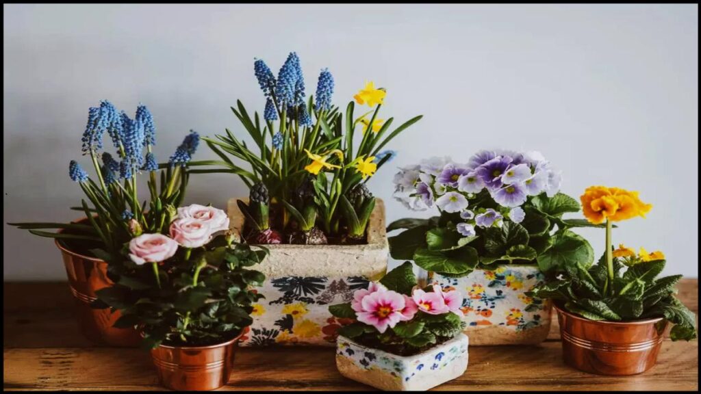 Want to Move Your Plants Outside This Spring? Don’t Make This Common Mistake 2 Best Indoor Plants That Love the Outdoors in Spring