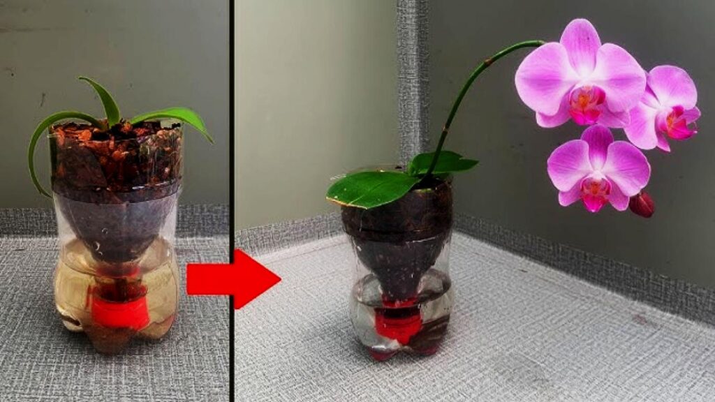 This Orchid Revival Method Has Gone Viral—And It Actually Works 2 Best Time of Year to Revive Orchids