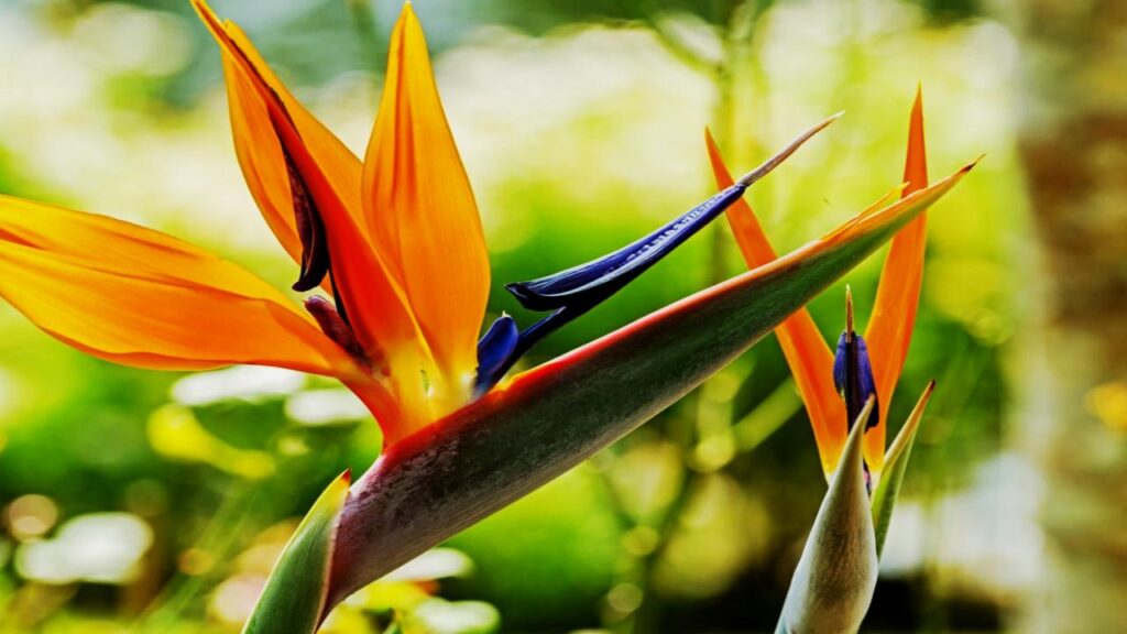 9 Houseplants That Make Your Home Look Expensive, Clean, and Perfectly Minimal 8 Bird of Paradise (Strelitzia reginae)