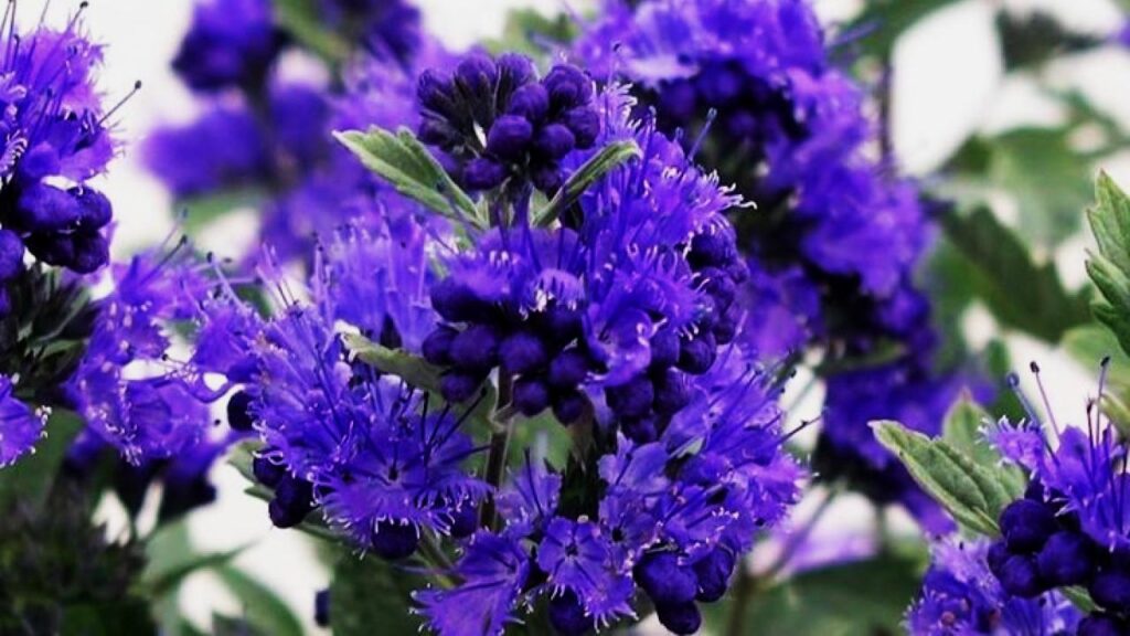 7 Plants You Must Prune in April for Explosive Spring and Summer Blooms 5 Blue Mist Shrub