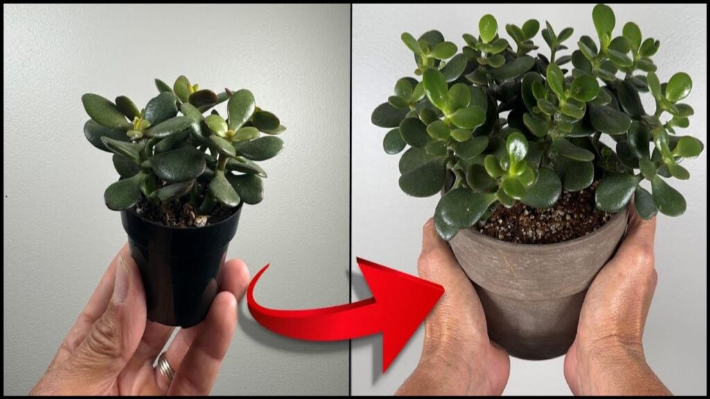 One Simple Fix Could Bring Your Jade Plant Back from the Brink—Here’s How 2 Bonus Tips for Long-Term Care