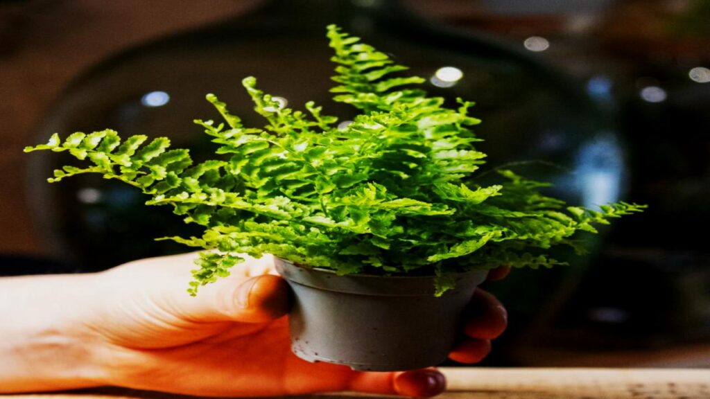 Boston Fern (Nephrolepis exaltata)