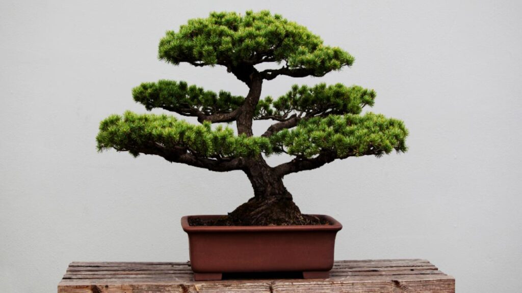 10 Trees That Are Perfect for Bonsai: Easy to Shape and Grow at Home 10 Boxwood (Buxus spp.)