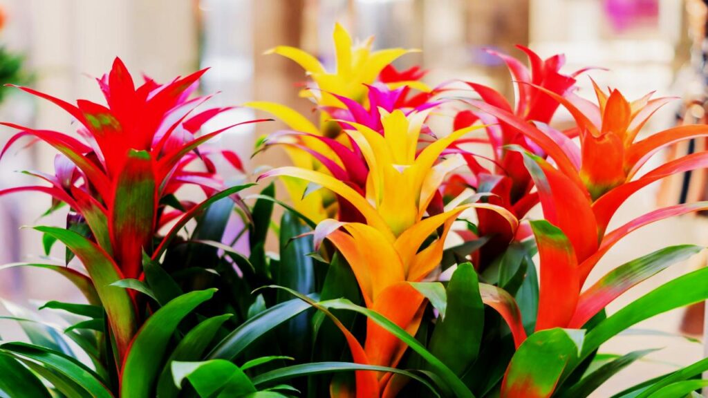 Bromeliad (Various species)