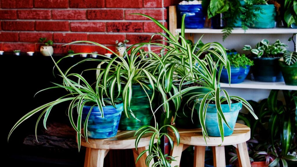 The Spider Plant Watering Hack Every Plant Parent Needs to Know 3 Busting Myths: What Spider Plants Really Need