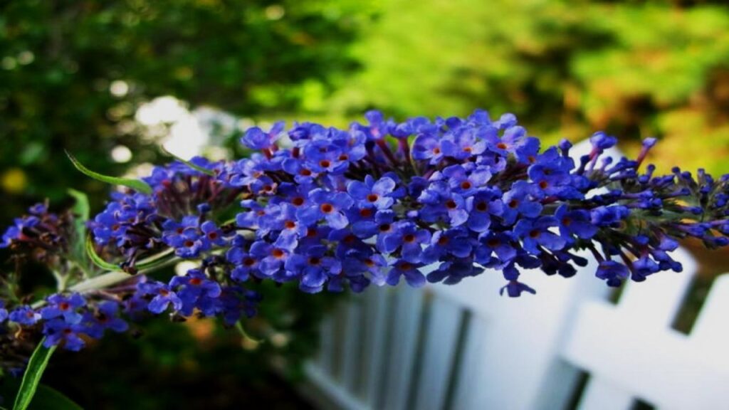 7 Plants You Must Prune in April for Explosive Spring and Summer Blooms 8 Butterfly Bush