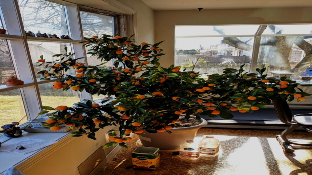 Yes, You Can Grow Fruit Indoors—These 9 Trees Make It Surprisingly Easy 3 Calamondin Orange