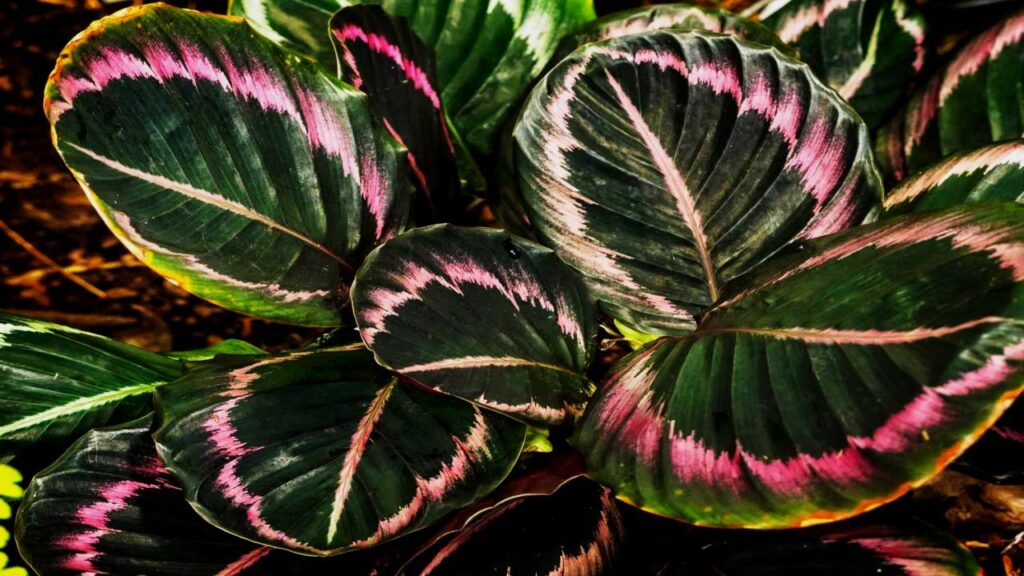 Calathea (Various species)