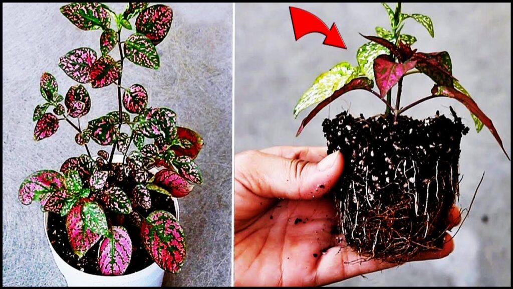 You’re Probably Caring for Your Polka Dot Plant All Wrong—Here’s What Experts Say to Do Instead 2 Care for Your Polka Dot Plant Like a Pro