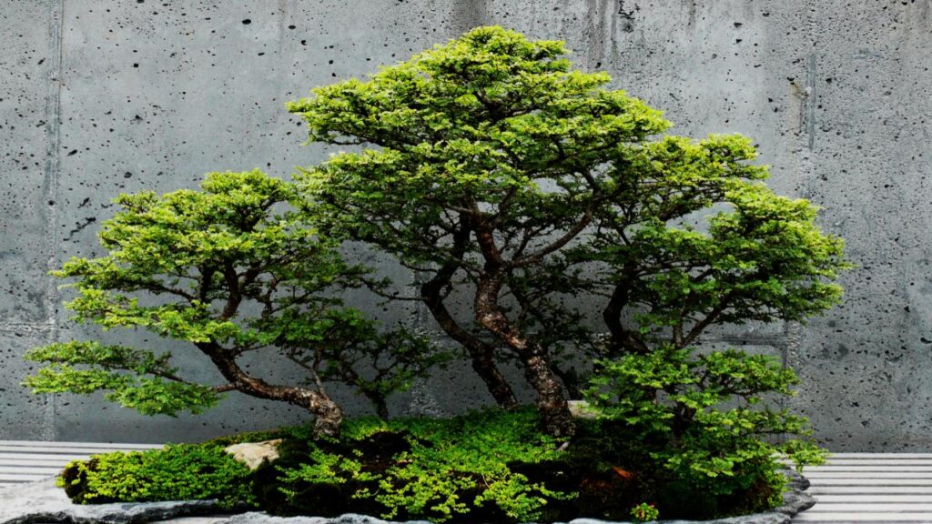 10 Trees That Are Perfect for Bonsai: Easy to Shape and Grow at Home 3 Chinese Elm (Ulmus parvifolia)