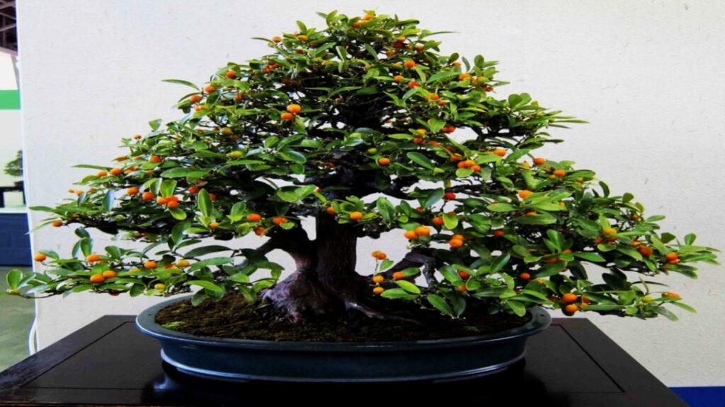 Want a Naturally Fresh-Smelling Home? Try These Fragrant Indoor Plants 6 Citrus Trees (Citrus limon, Citrus sinensis)