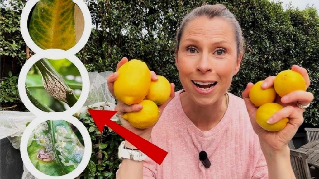 The Secret to Growing Juicy Lemons Indoors All Year, According to Citrus Experts 2 Common Challenges & Troubleshooting