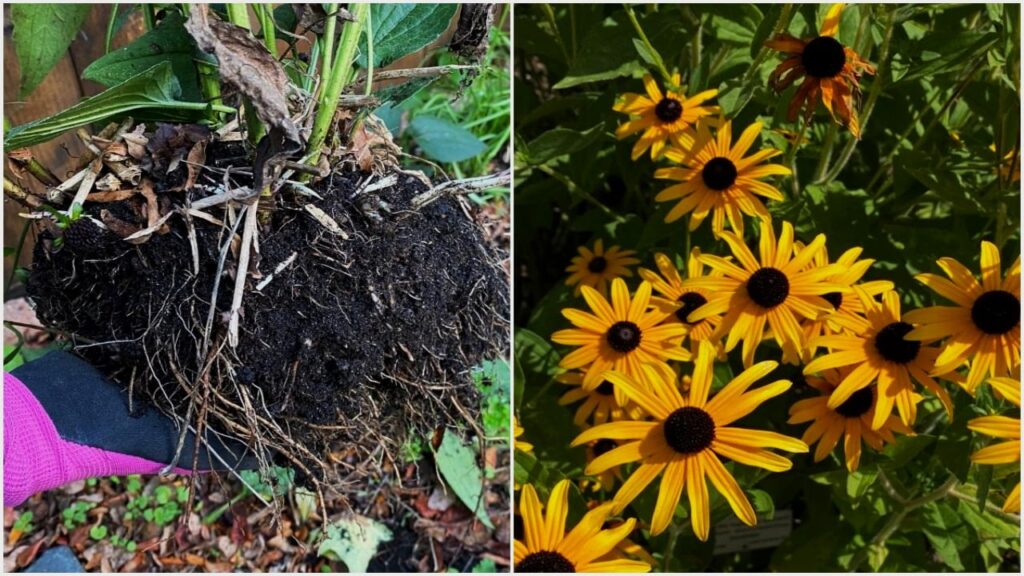 Why Gardeners Swear by Black-Eyed Susans—And How to Make Them Thrive 3 Common Growing Mistakes to Avoid