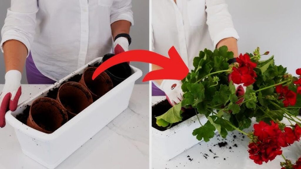 How to Keep Your Geraniums Blooming Nonstop Through the Hottest Months 3 Common Mistakes to Avoid