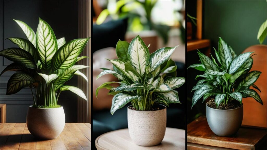 10 Stunning Trees You Can Actually Grow Indoors — #7 Grows Shockingly Fast 8 Dieffenbachia (Dumb Cane)
