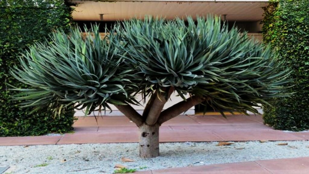 10 Stunning Trees You Can Actually Grow Indoors — #7 Grows Shockingly Fast 10 Dragon Tree (Dracaena draco)