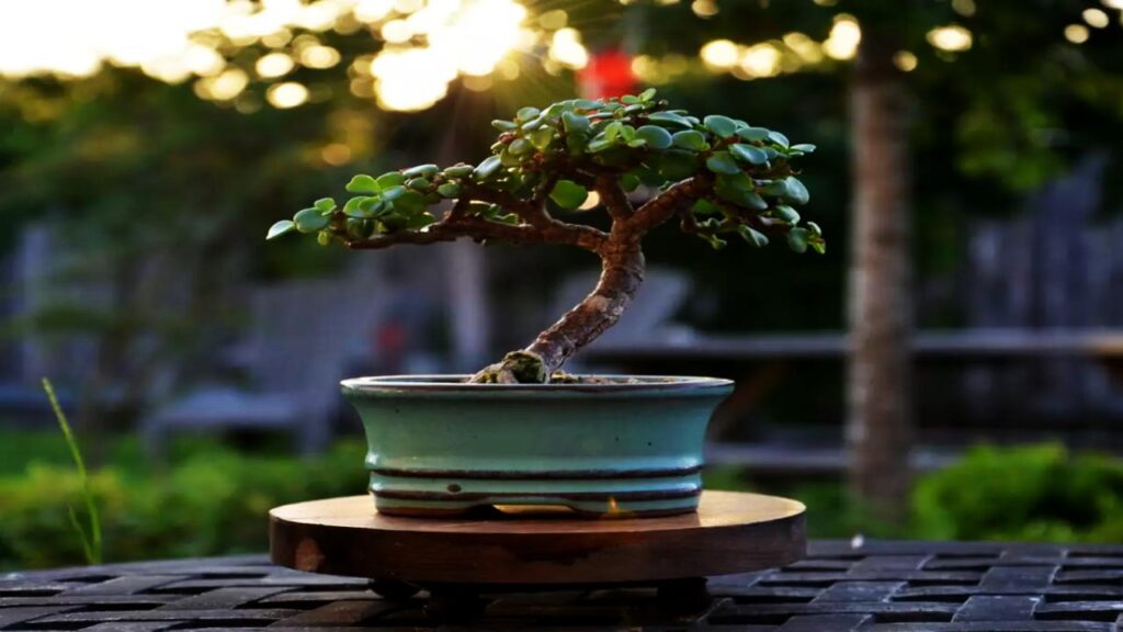 10 Trees That Are Perfect for Bonsai: Easy to Shape and Grow at Home 4 Dwarf Jade (Portulacaria afra)