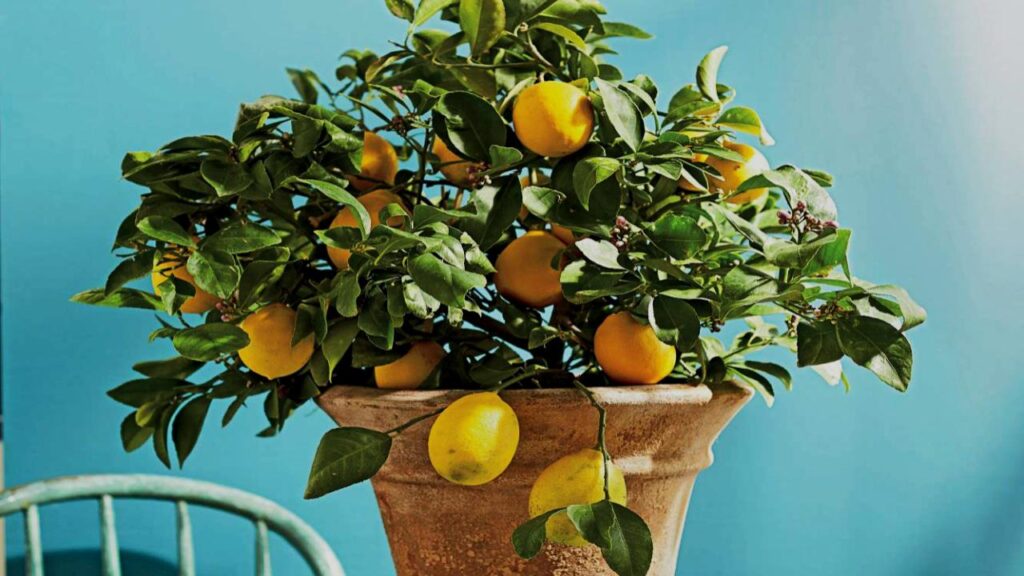 Yes, You Can Grow Fruit Indoors—These 9 Trees Make It Surprisingly Easy 2 Dwarf Meyer Lemon
