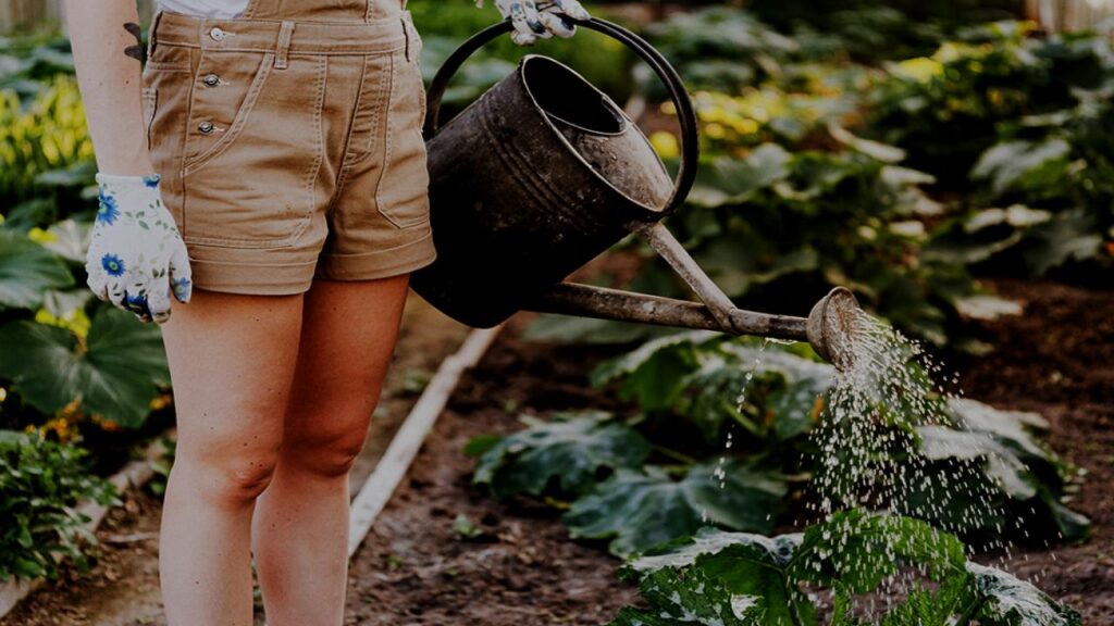 The Shocking Truth About When You Should Not Water Your Plants, According to Experts 2 Eco-Friendly Watering Tips