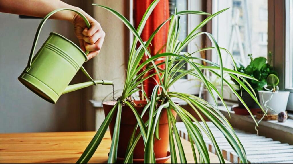 The Spider Plant Watering Hack Every Plant Parent Needs to Know 4 Environmental Factors That Impact Watering Needs