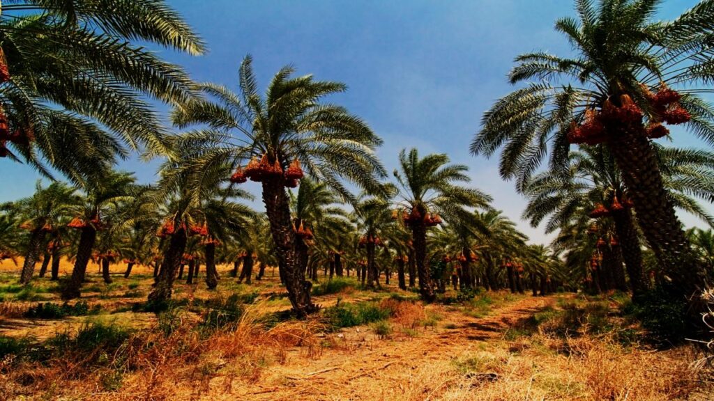 Environmental Impact and Sustainability