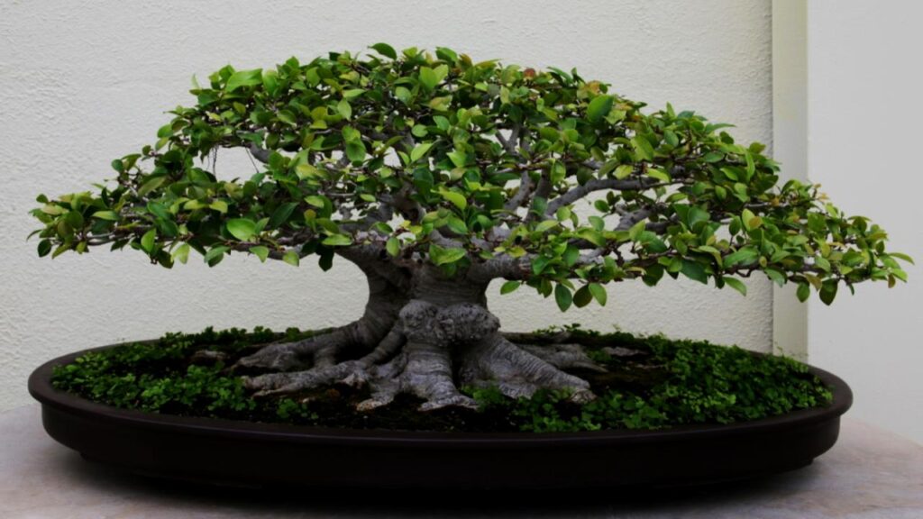 10 Trees That Are Perfect for Bonsai: Easy to Shape and Grow at Home 2 Ficus (Ficus benjamina, F. retusa, Ginseng Ficus)