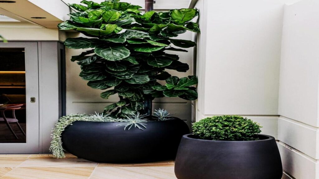 9 Houseplants That Make Your Home Look Expensive, Clean, and Perfectly Minimal 5 Fiddle Leaf Fig (Ficus lyrata)
