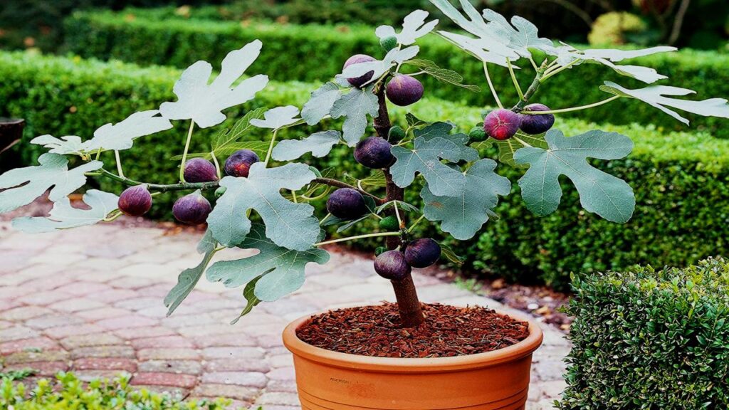 Yes, You Can Grow Fruit Indoors—These 9 Trees Make It Surprisingly Easy 4 Fig (Ficus carica)