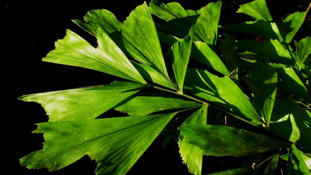 Fishtail Palm: Unique and Functional