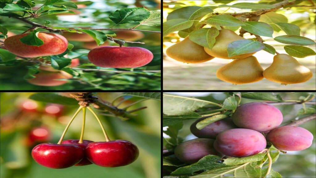 7 Plants You Must Prune in April for Explosive Spring and Summer Blooms 4 Fruit Trees