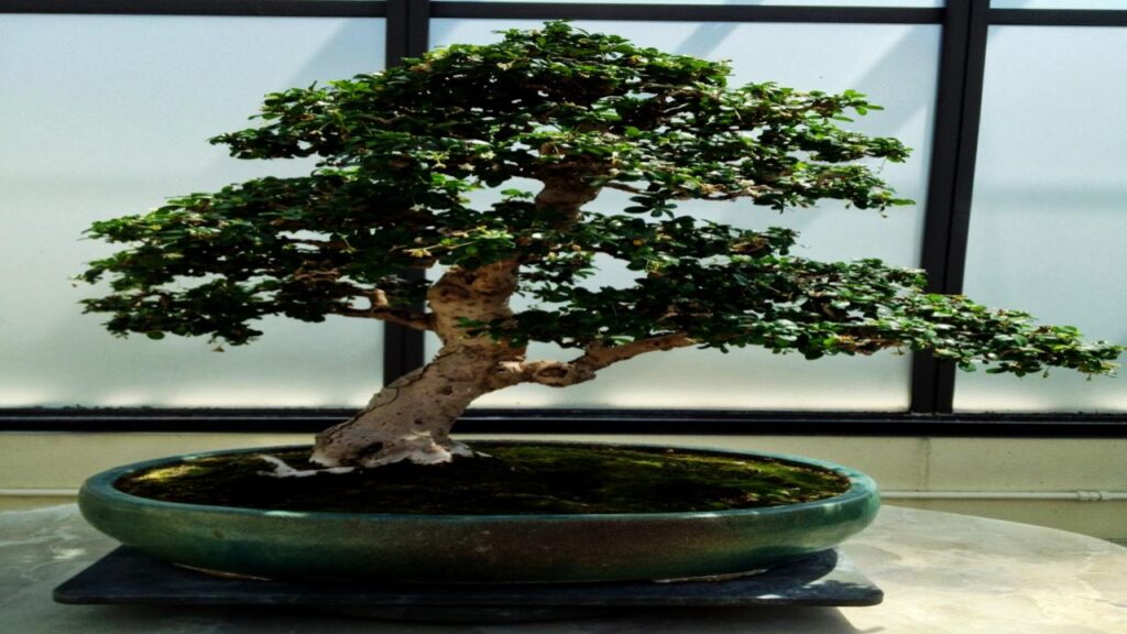 10 Trees That Are Perfect for Bonsai: Easy to Shape and Grow at Home 9 Fukien Tea (Carmona retusa)