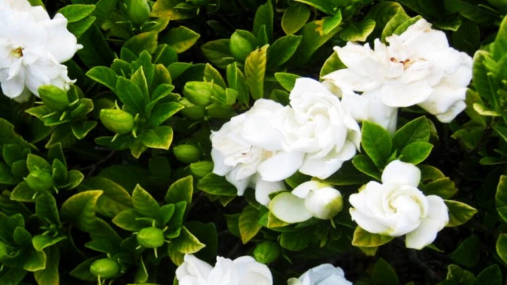 Want a Naturally Fresh-Smelling Home? Try These Fragrant Indoor Plants 3 Gardenia (Gardenia jasminoides)