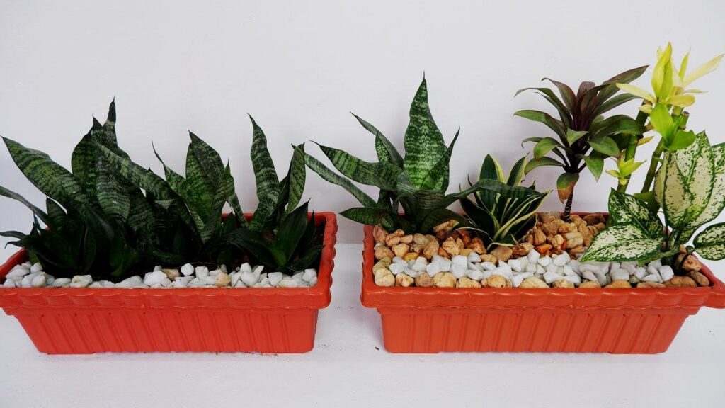 What Happens When You Plant a Snake Plant Outside? A Horticulturist Reveals the Shocking Truth 3 Companion Planting: Plants That Grow Well with Snake Plants