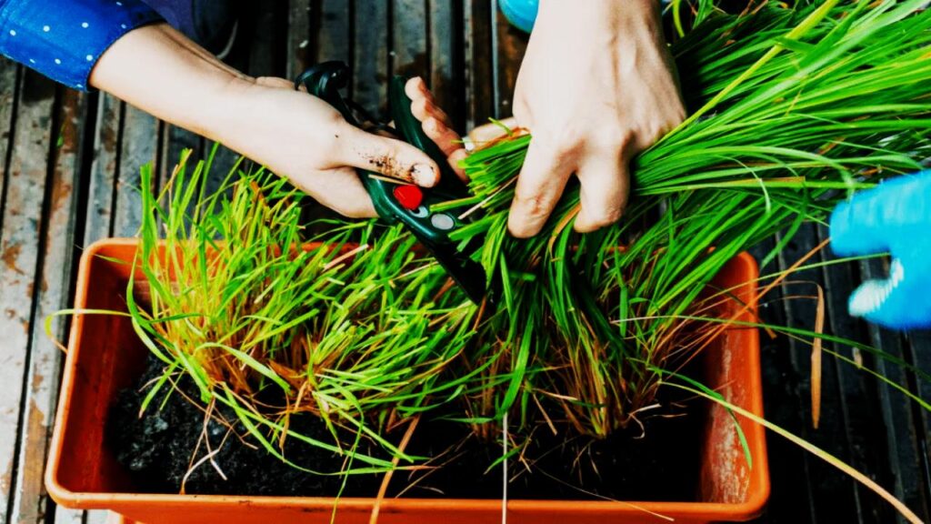 No Garden? No Problem—This Is the Easiest Way to Grow Lemongrass Indoors 2 Harvesting Lemongrass Indoors