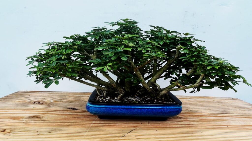10 Trees That Are Perfect for Bonsai: Easy to Shape and Grow at Home 8 Hawaiian Umbrella Tree (Schefflera arboricola)