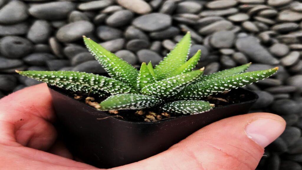 Haworthia