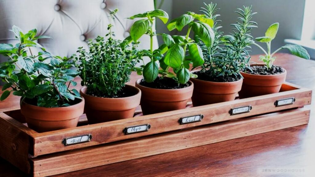 Grow Cilantro Indoors the Easy Way—Fresh Herbs at Your Fingertips 24/7 3 Herbs That Pair Well Indoors