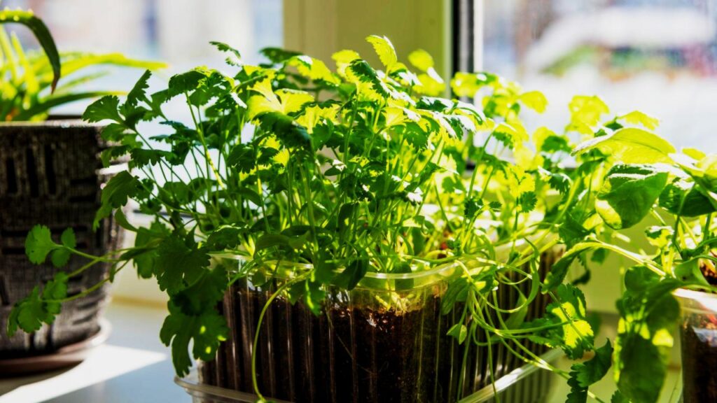 Grow Cilantro Indoors the Easy Way—Fresh Herbs at Your Fingertips 24/7 2 How to Keep a Constant Supply