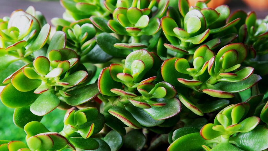 9 Houseplants That Make Your Home Look Expensive, Clean, and Perfectly Minimal 9 Jade Plant (Crassula ovata)