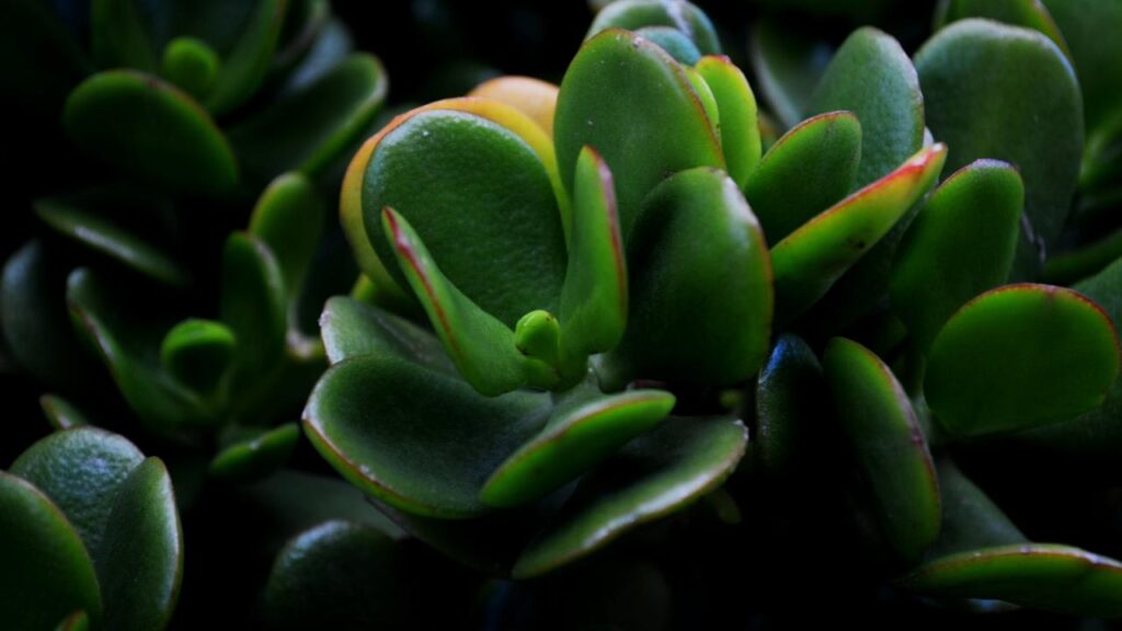 One Simple Fix Could Bring Your Jade Plant Back from the Brink—Here’s How 3 Jade Plant & Feng Shui