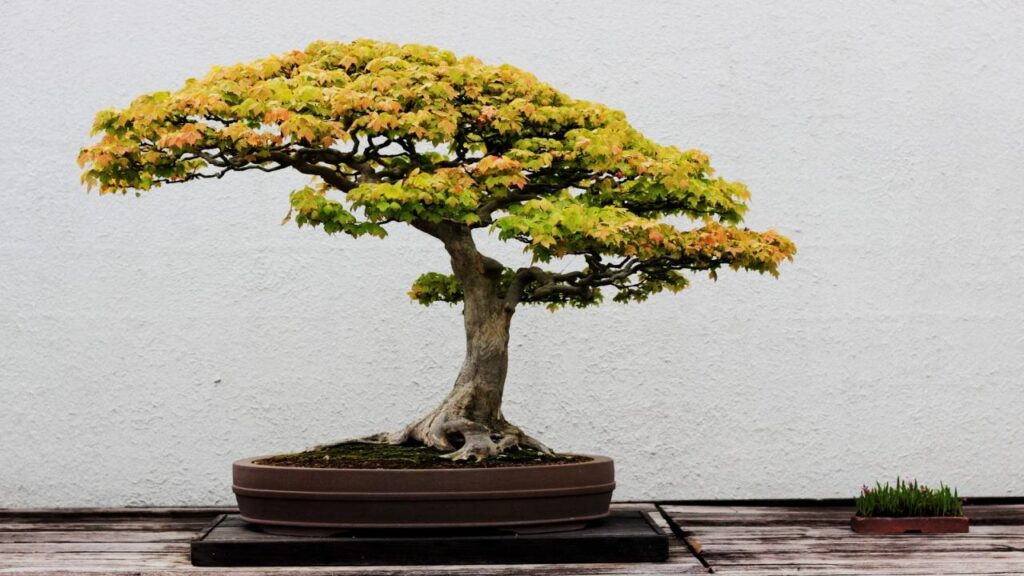 10 Trees That Are Perfect for Bonsai: Easy to Shape and Grow at Home 6 Japanese Maple (Acer palmatum)