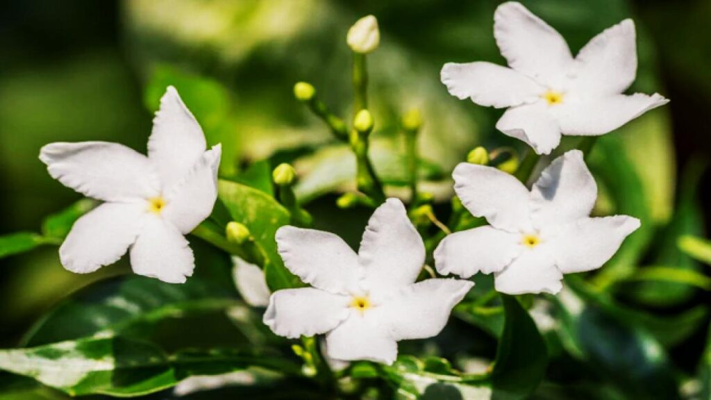 Want a Naturally Fresh-Smelling Home? Try These Fragrant Indoor Plants 2 Jasmine (Jasminum sambac)