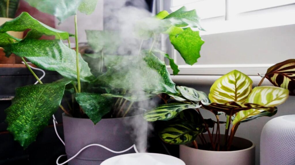 8 Surprising Reasons Your Houseplants Aren’t Thriving—and How to Turn Things Around 6 Lack of Humidity