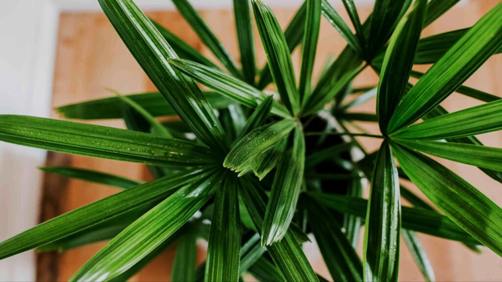 Lady Palm: The Clean-Air Queen