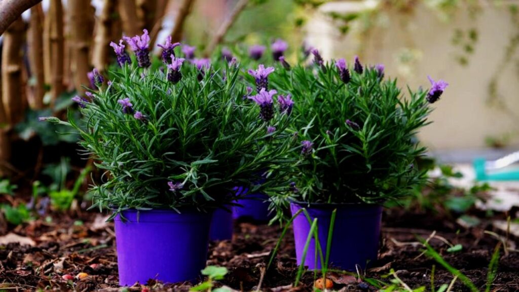 Want a Naturally Fresh-Smelling Home? Try These Fragrant Indoor Plants 4 Lavender (Lavandula spp.)