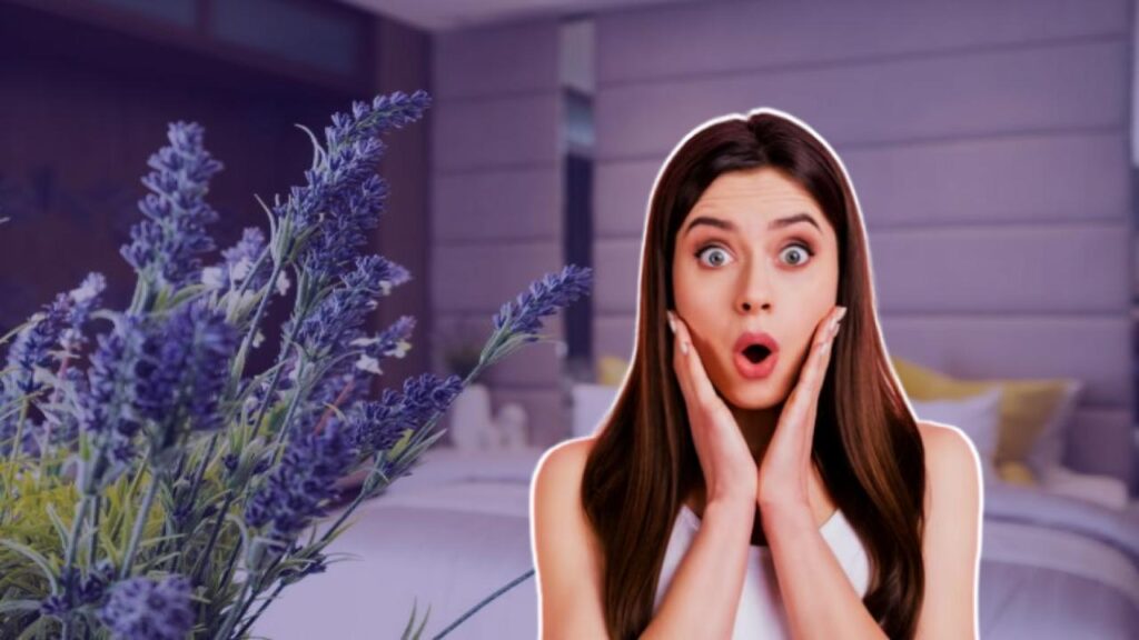 How to Grow Lavender Indoors and Fill Your Home with Soothing Scents All Year 4 Lavender in Home Design and Feng Shui