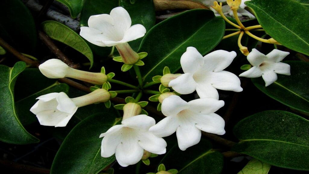 Want a Naturally Fresh-Smelling Home? Try These Fragrant Indoor Plants 7 Madagascar Jasmine (Stephanotis floribunda)