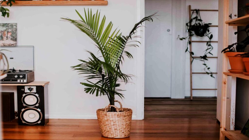 Majesty Palm: A Statement and a Filter