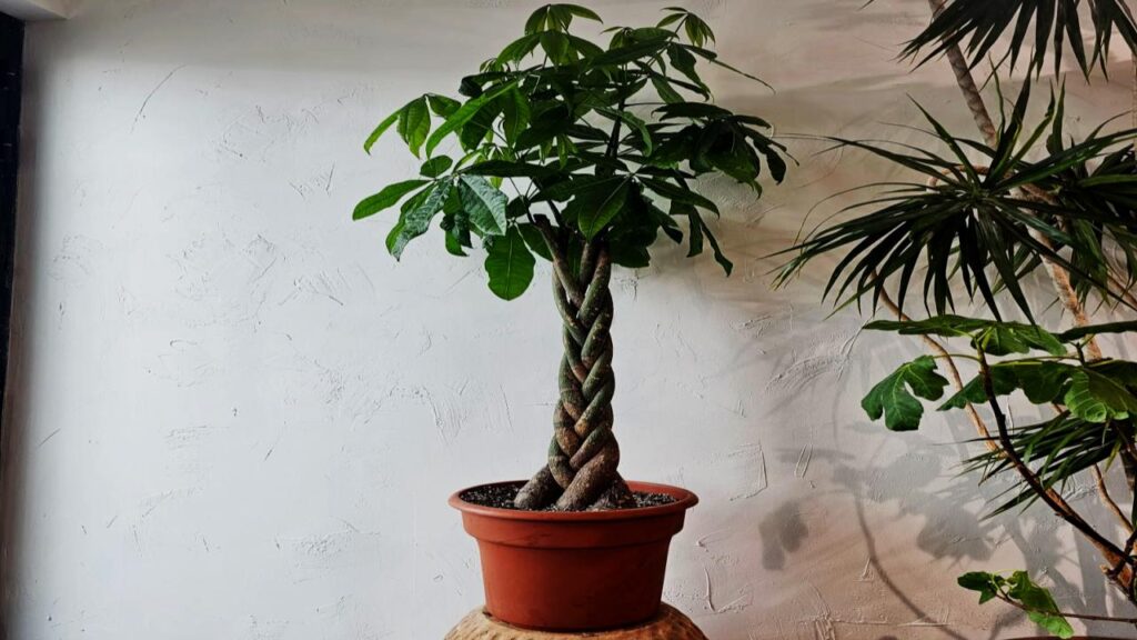 Money Tree (Pachira aquatica)