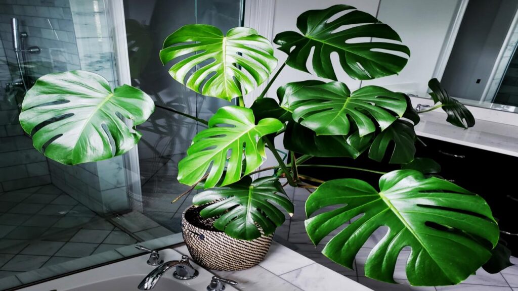 9 Houseplants That Make Your Home Look Expensive, Clean, and Perfectly Minimal 4 Monstera Deliciosa
